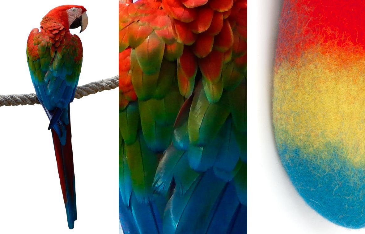 macaw inspiration