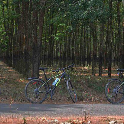 Cycling through rubber plantations