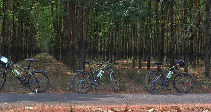 Cycling through rubber plantations