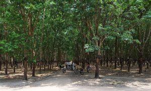 big rubber trees