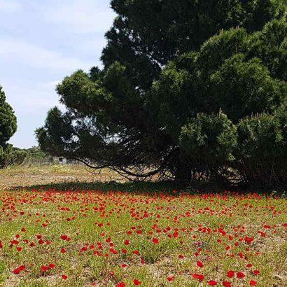 happy spring,- field of poppies